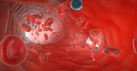 Blood_Vessel