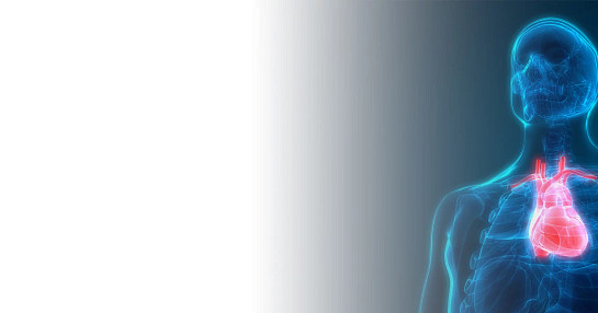 Cardiovascular imaging for heart research.