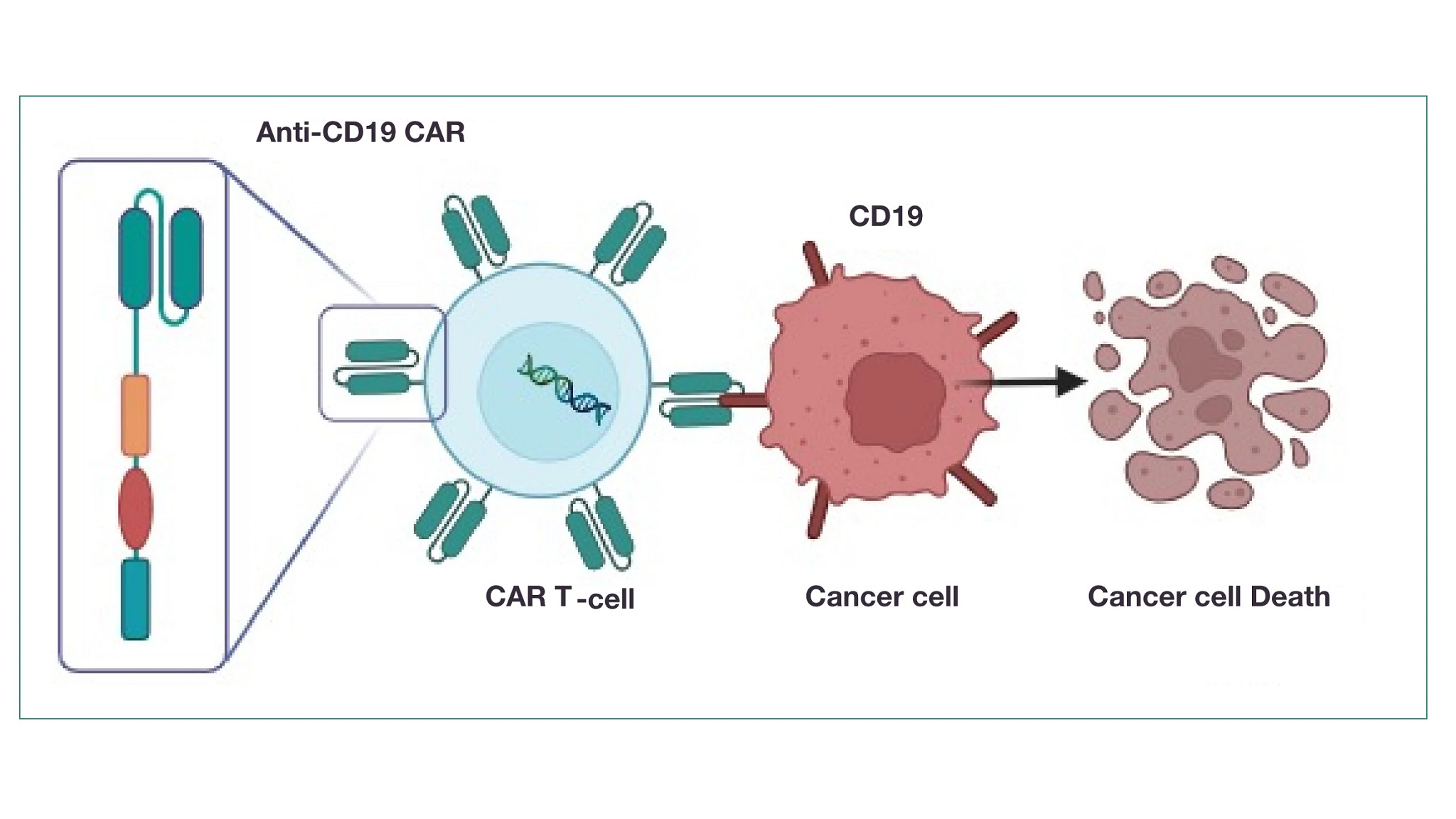 car-t-cell-life