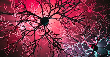 CNS and cardiovascular connections