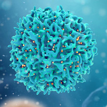 Physician reviewing cancer treatment protocols