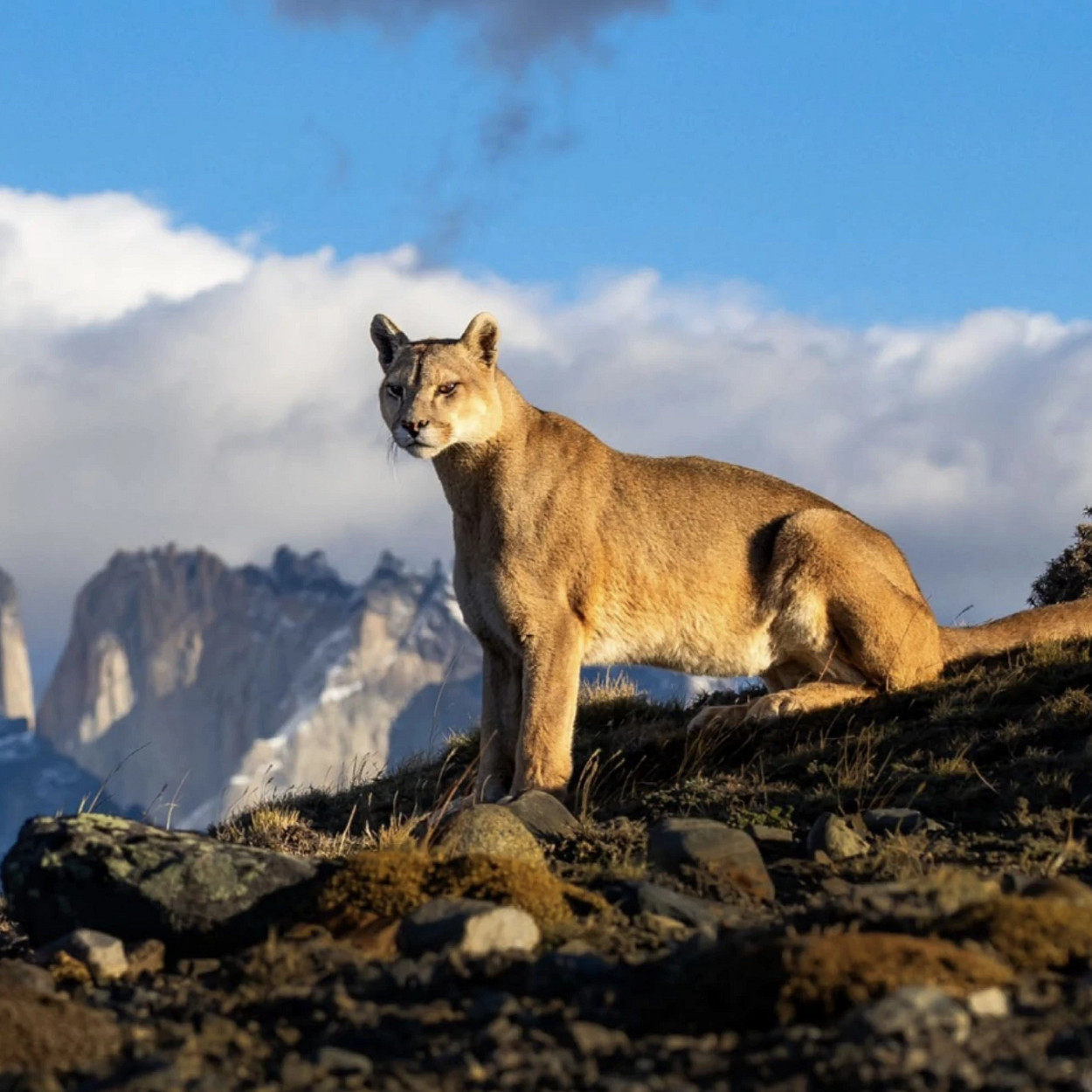 mountain lion