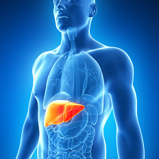 Liver