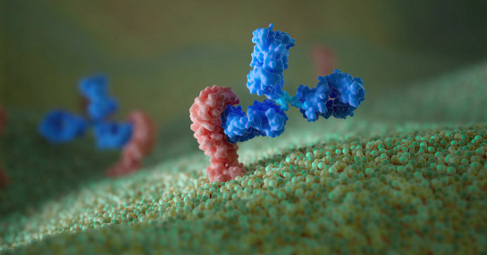 Membrane_receptor_antibody_HD