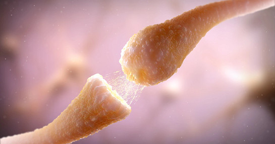 Neurons