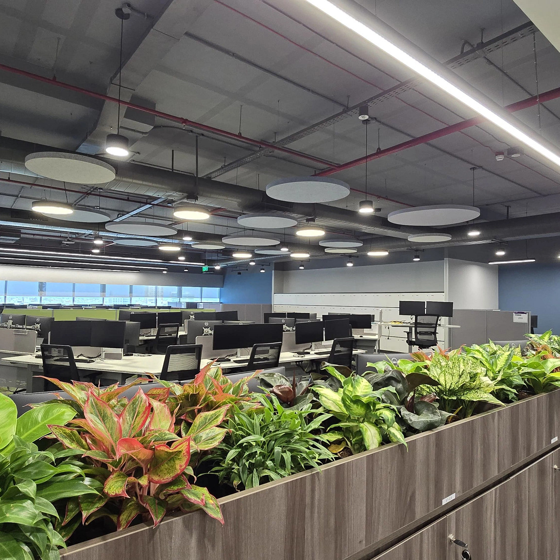 office plants chennai india