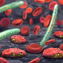 malaria_blood_cells
